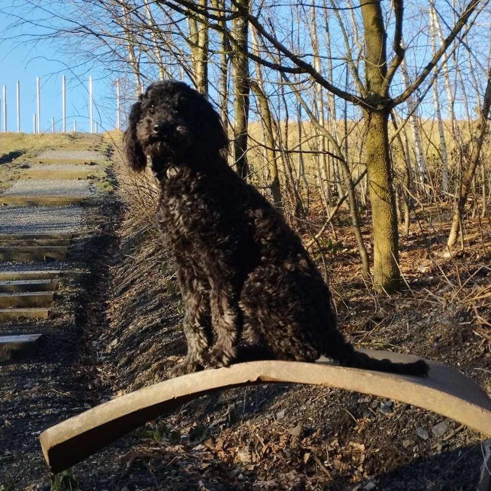 Hundetreffen-Treffen in Bodelschwingh-Profilbild