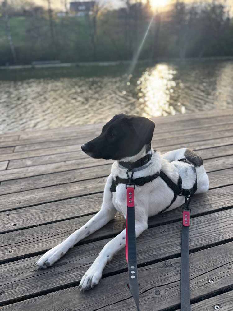 Hundetreffen-Hundebegegnungstraining-Profilbild