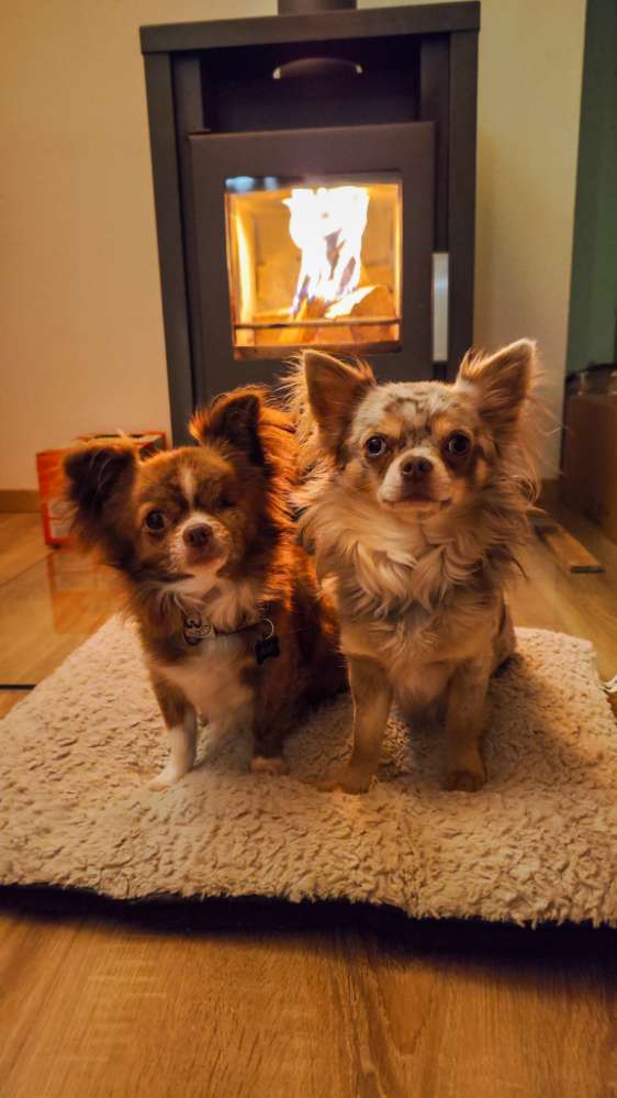 Hundetreffen-Gassi- oder Spieltreffen-Profilbild