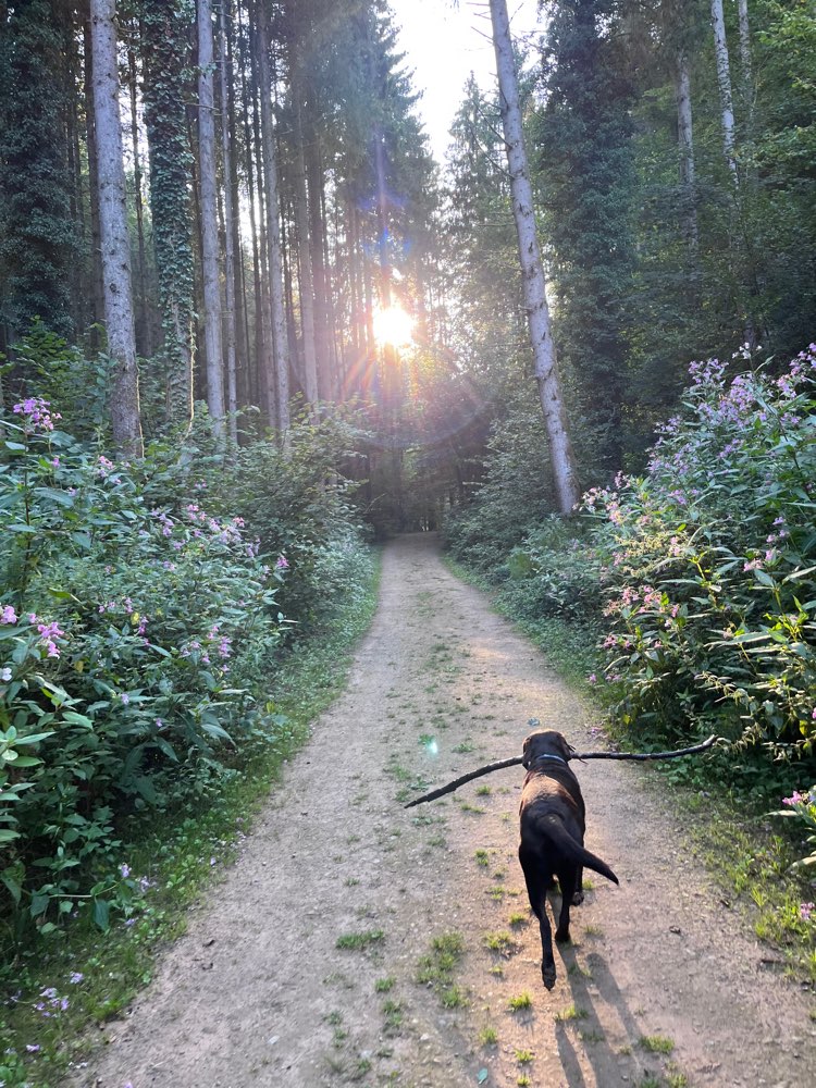 Hundetreffen-Labbitreff Trier 🍀-Profilbild