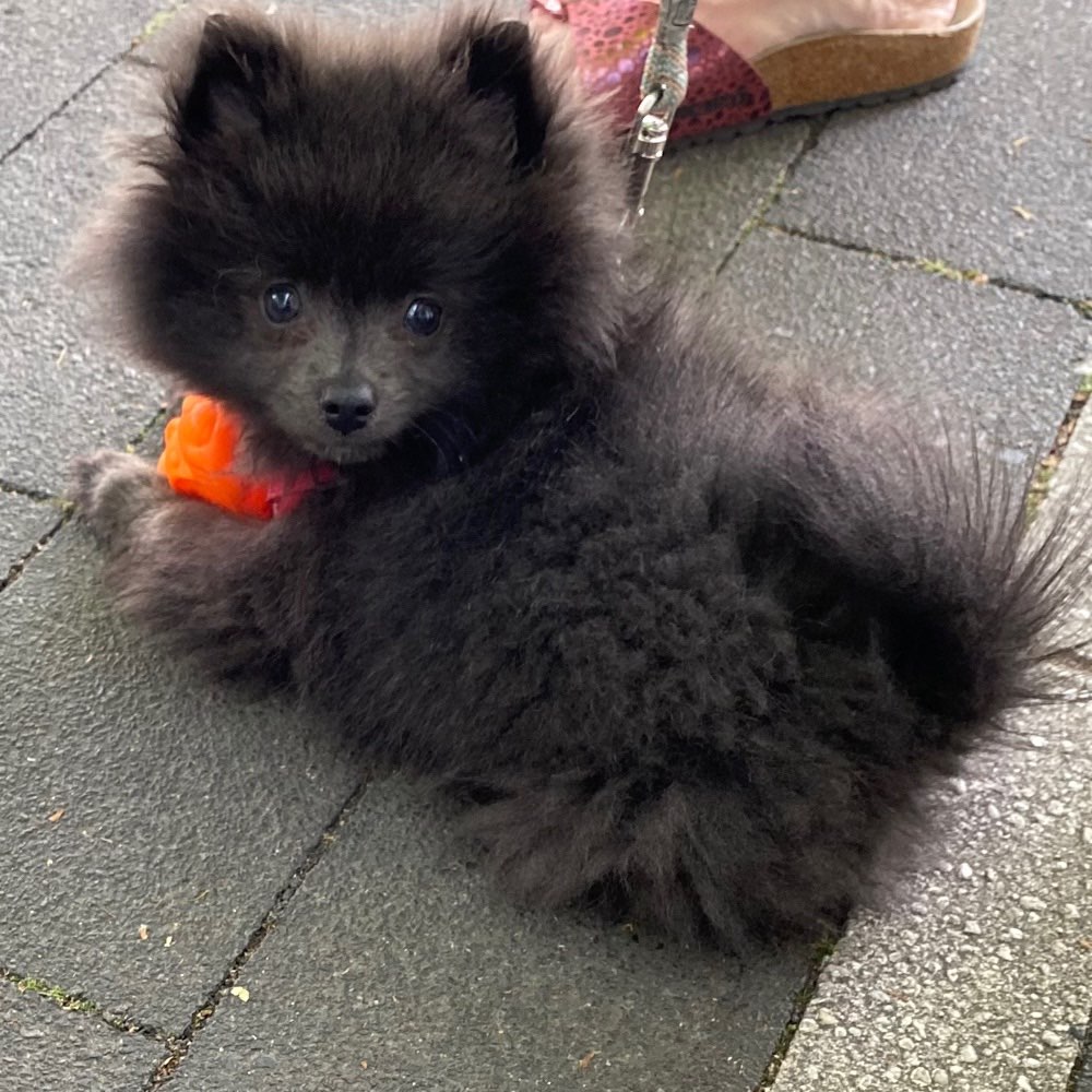 Hundetreffen-Playdate-Profilbild