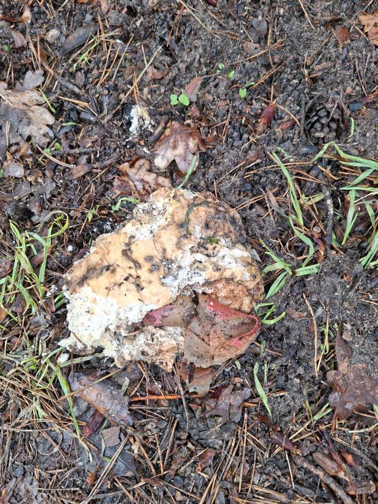 Giftköder-Giftköder vermutlich-Profilbild