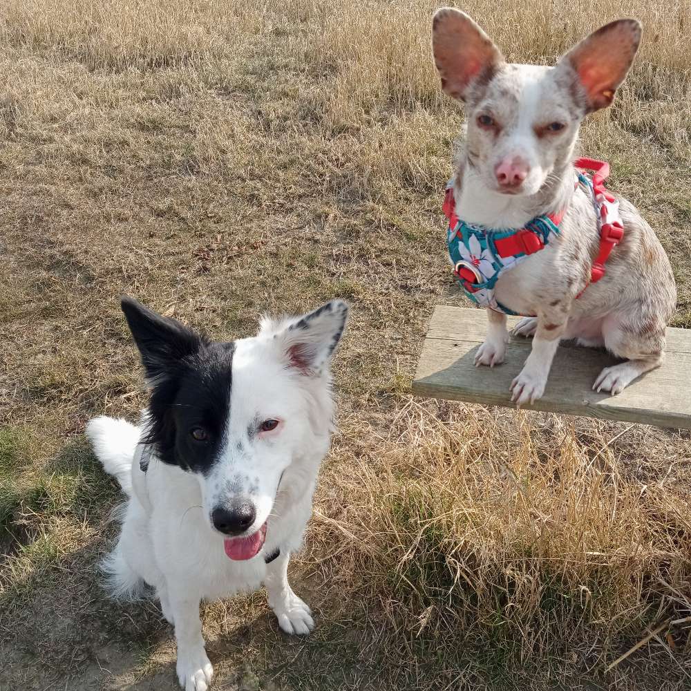 Hundetreffen-Gemeinsame Spiel und Gassitreffen-Profilbild