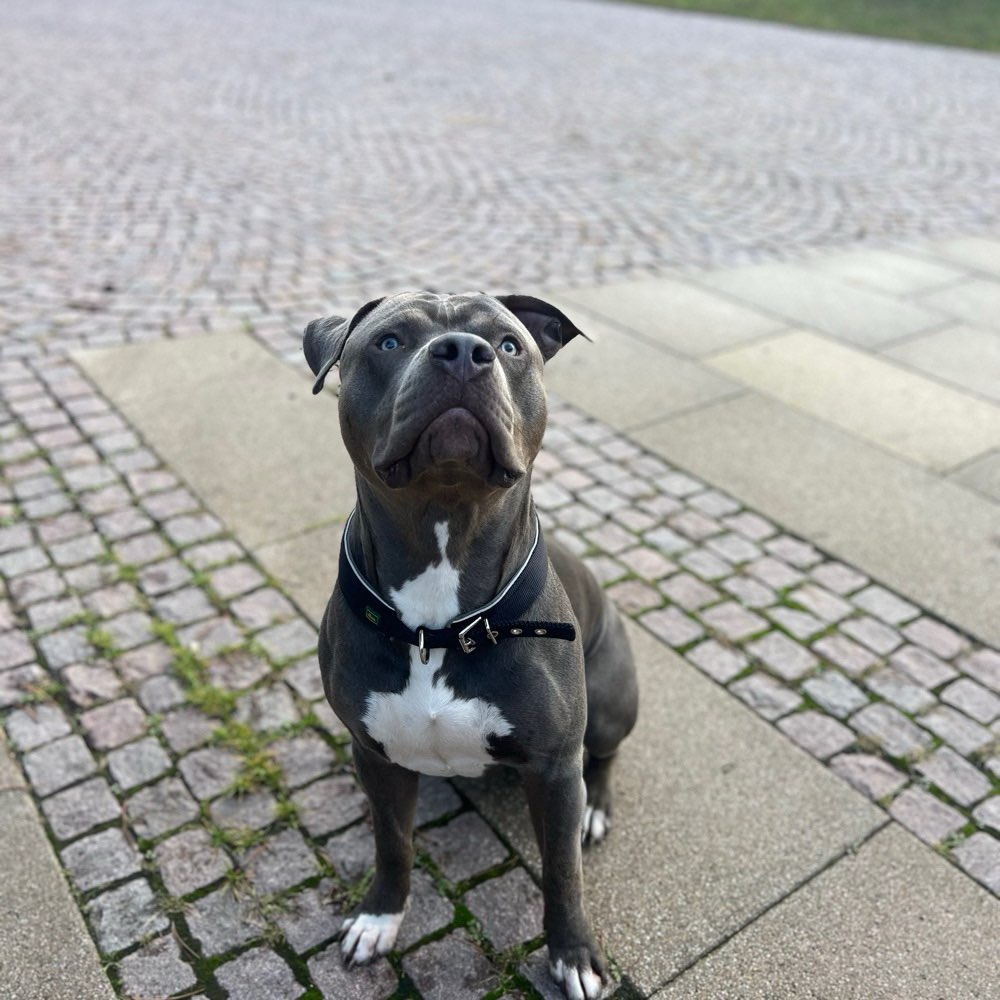 Hundetreffen-Ich suche für Diamond Spielfreunde ☺️-Profilbild