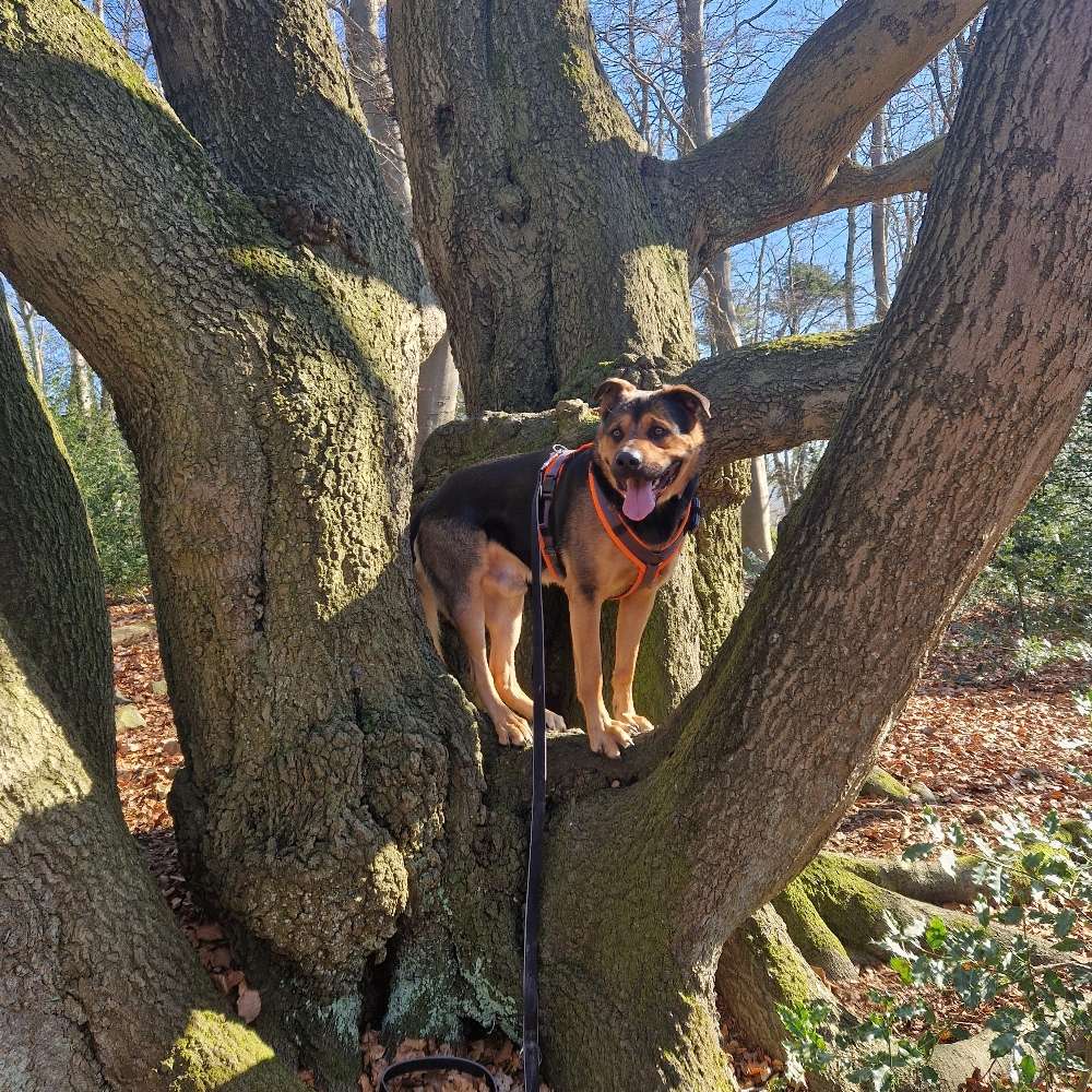 Hundetreffen-Gemeinsame Spaziergänge-Profilbild