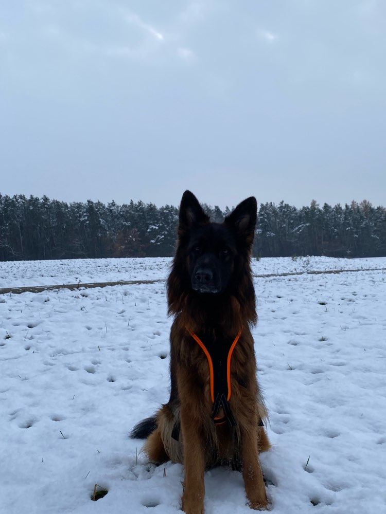 Hundetreffen-Suche Hundfreunde für meinen Hund-Profilbild