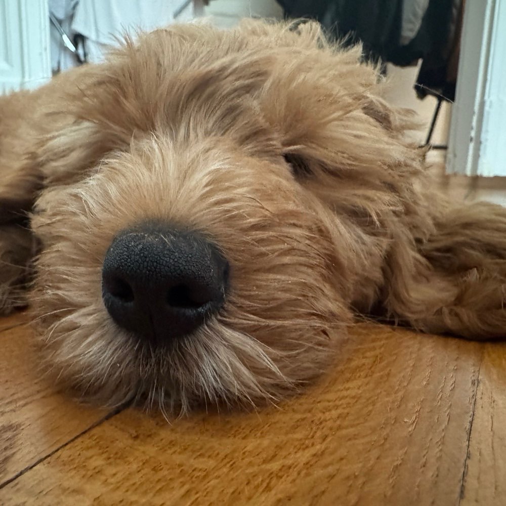 Hundetreffen-Ruhiges Sozialtreffen: Welpe sucht Hundementoren 🐶-Profilbild