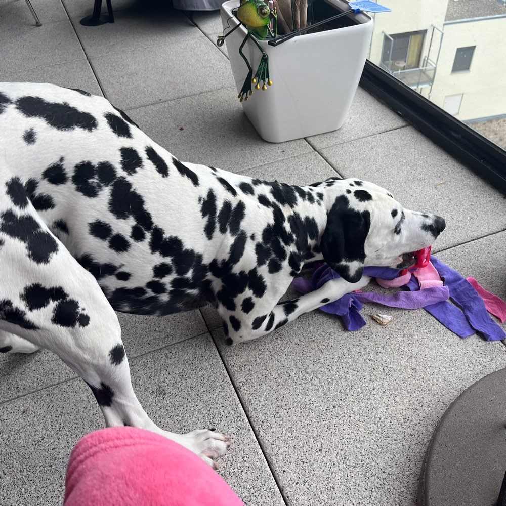 Hundetreffen-Dalmatiner Treffen in Stuttgart am Bismarckturm-Profilbild