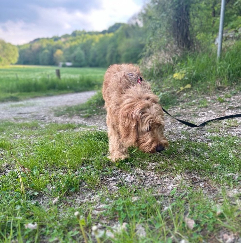 Hundetreffen-Doodle Freunde☀️-Profilbild