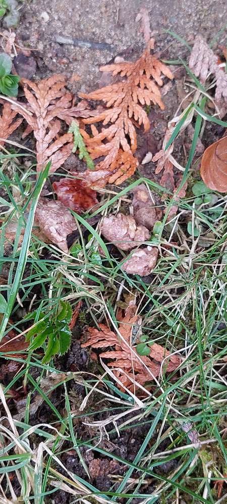 Giftköder-Mögliche Giftköder-Profilbild