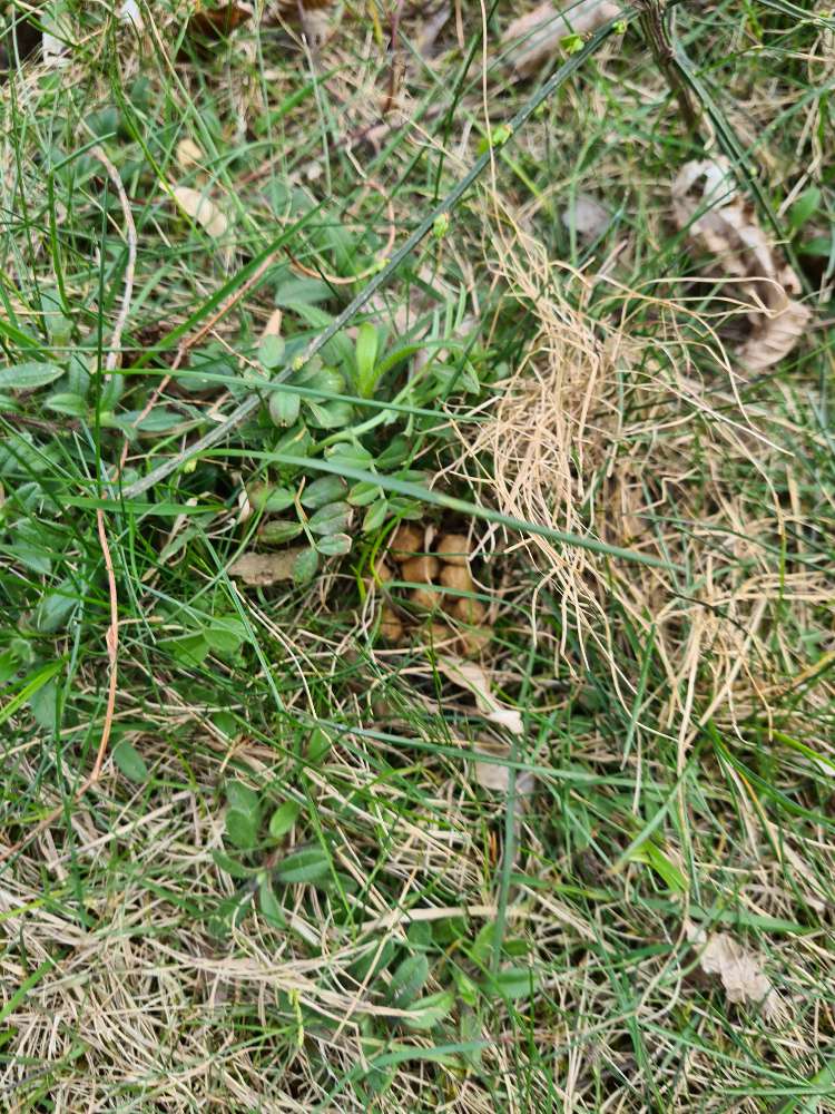 Giftköder-Leckerlies unterm gras-Profilbild