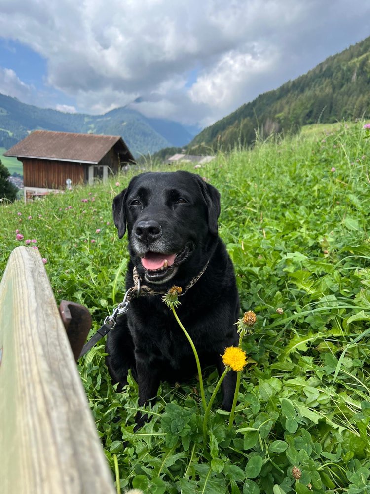 Hundetreffen-Unkomplizierte Gassirunde für unsere Hunde-Profilbild