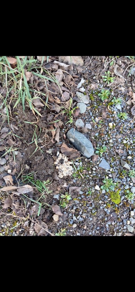 Giftköder-Vorsicht - Giftköder Efferenweg-Profilbild