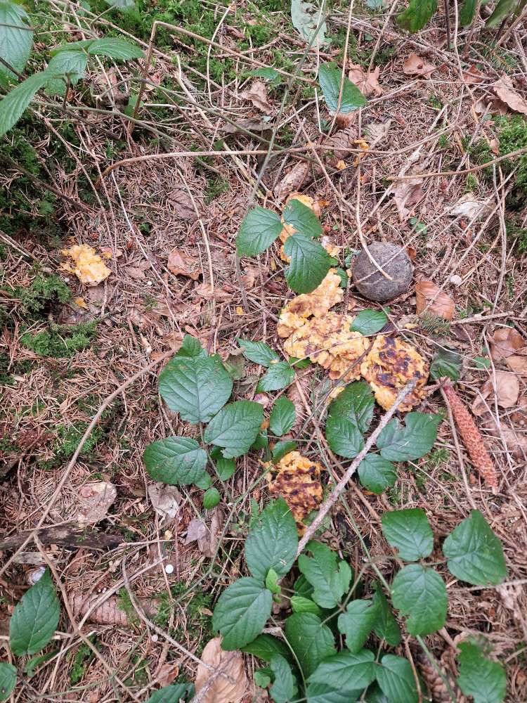 Giftköder-Evtl. Giftköder-Profilbild