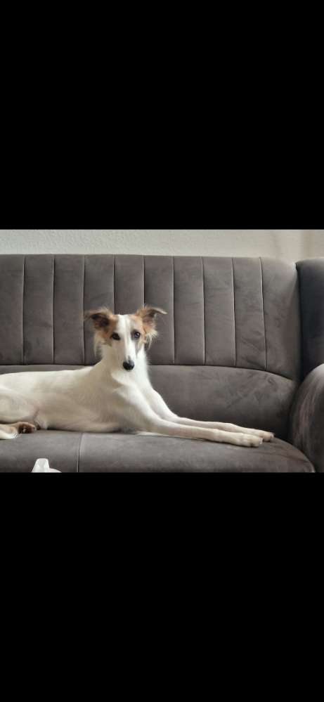 Hundetreffen-Rennfreunde in LINDEN gesucht-Profilbild