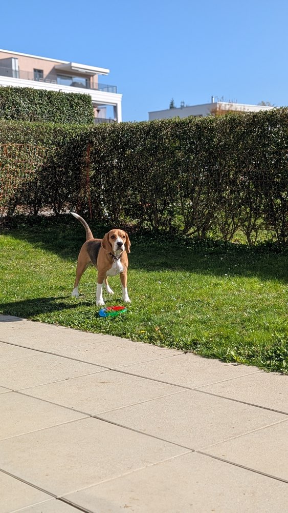 Hundetreffen-Gassirunde | Spielgspänli-Profilbild