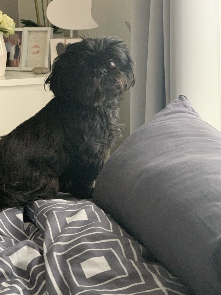 Hundetreffen-Kleine Hunde zum spielen und toben-Profilbild