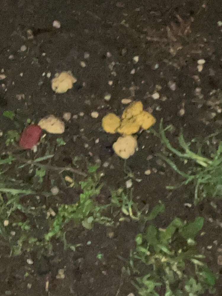 Giftköder-Evtl Giftköder-Profilbild