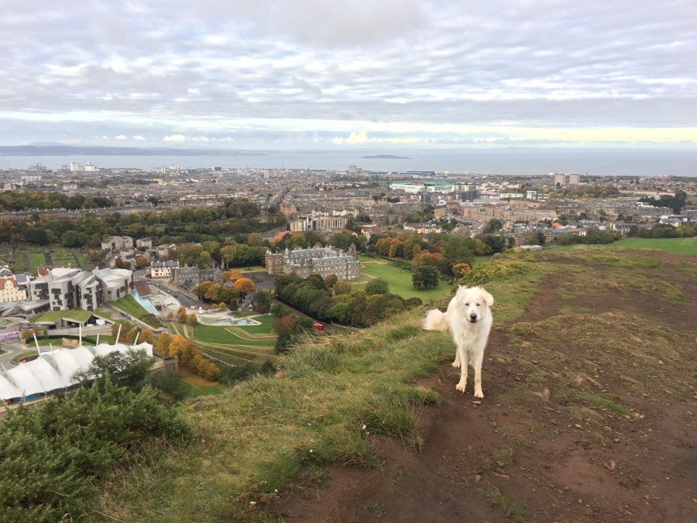 Hundetreffen-Spaziergang oder Spielrunden in Ottendorf-Okrilla/Hermsdorf/Medingen-Profilbild