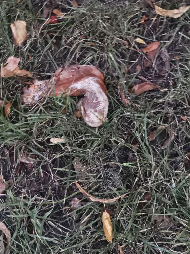 Giftköder-Giftköder-Profilbild