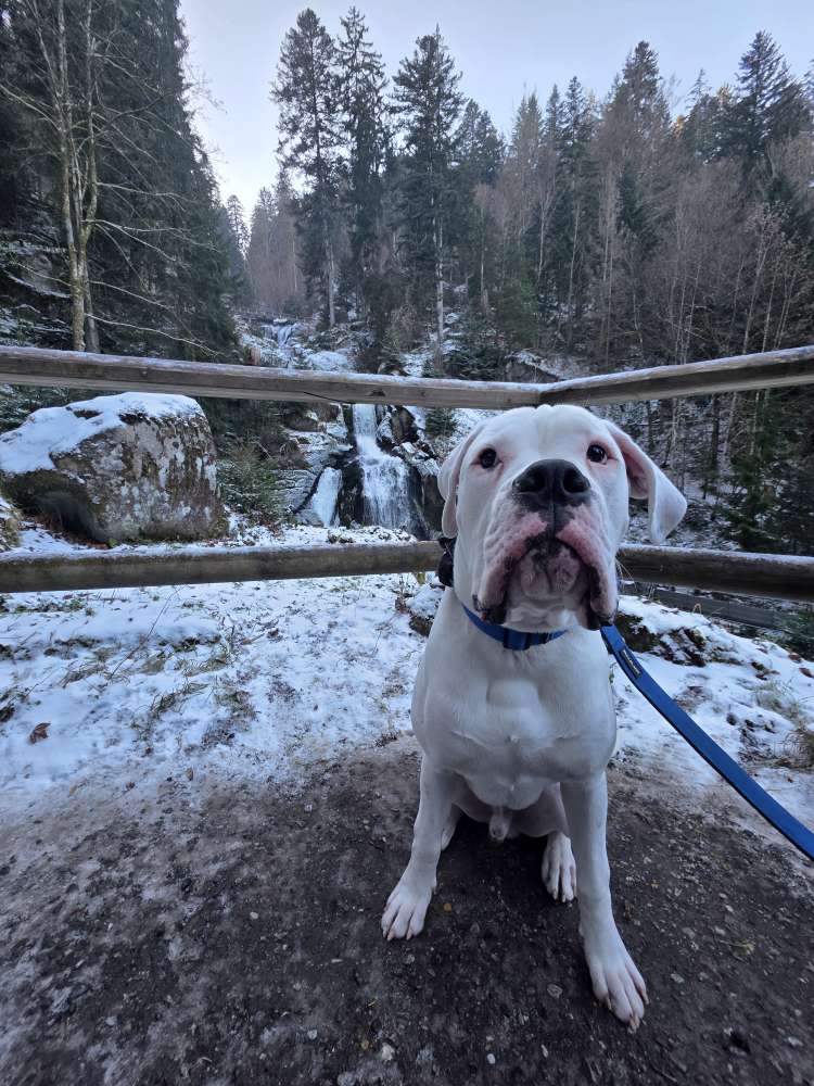 Hundetreffen-Traingstreffen-Profilbild