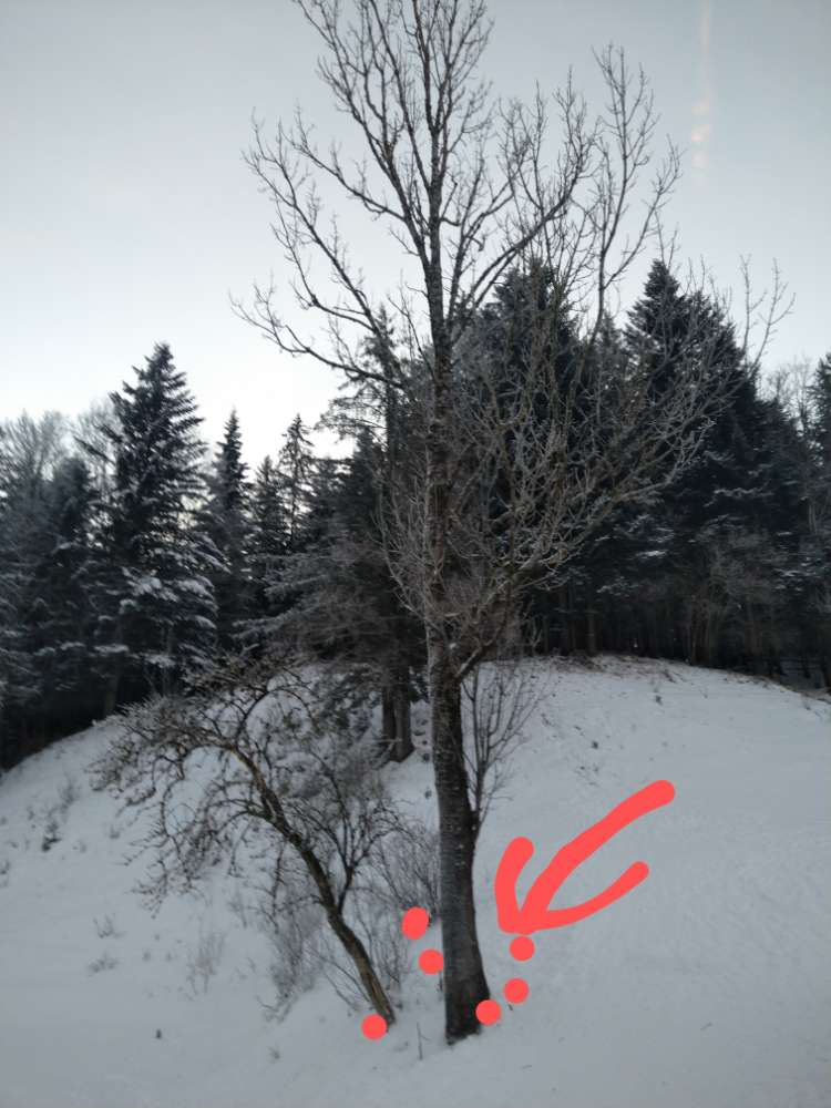 Giftköder-Gift beim Baum-Profilbild