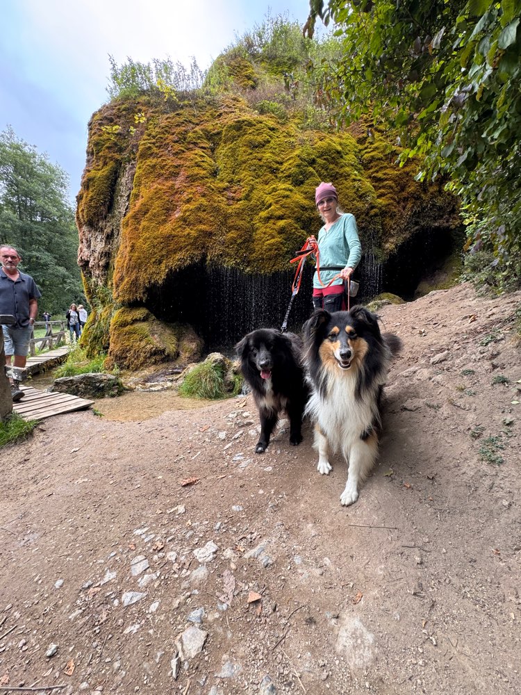 Hundetreffen-Training/spazieren/spiel-Profilbild