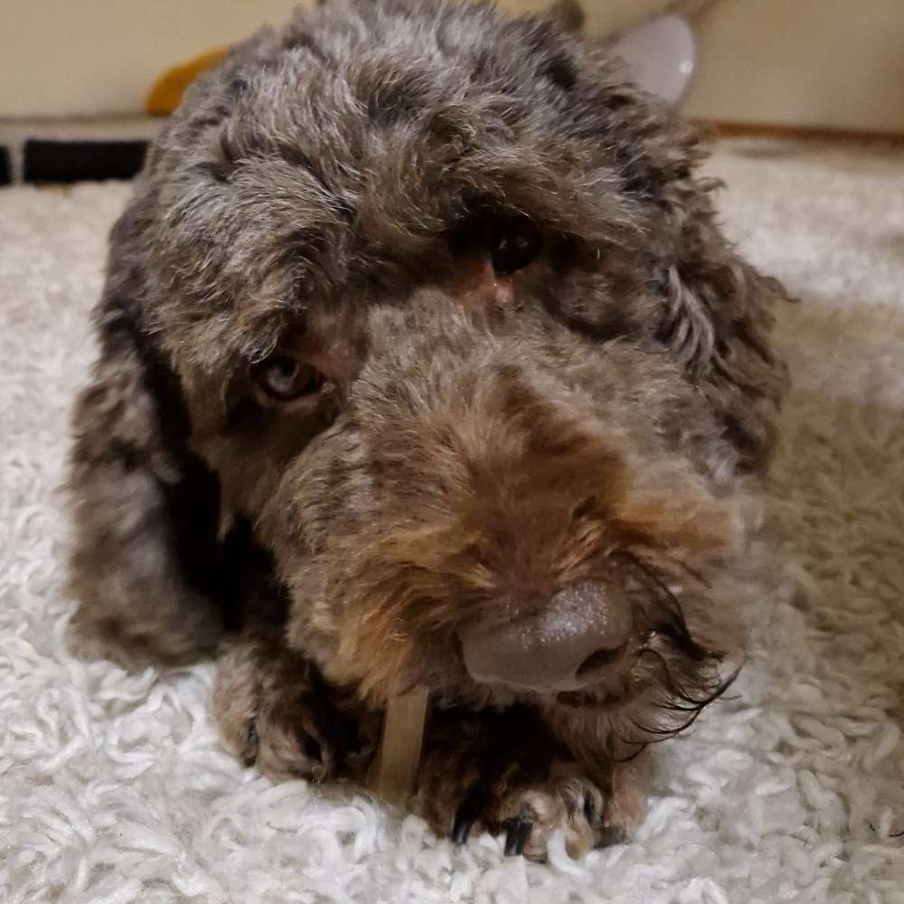 Hundetreffen-Treffen zum Toben und Wandern-Profilbild