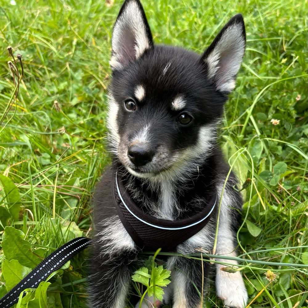 Hundetreffen-Welpen / Trainingstreffen-Profilbild