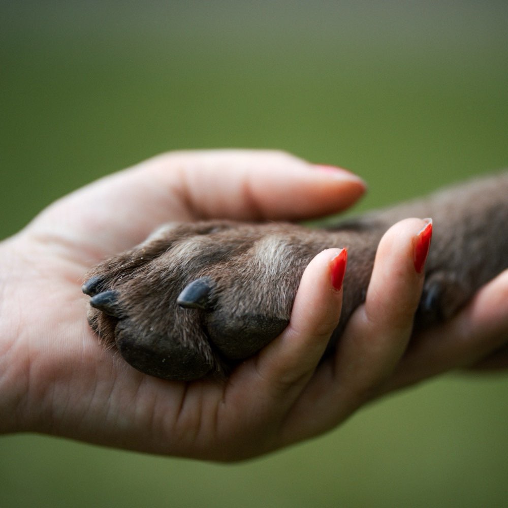 Hundetreffen-Socialwalk-Profilbild