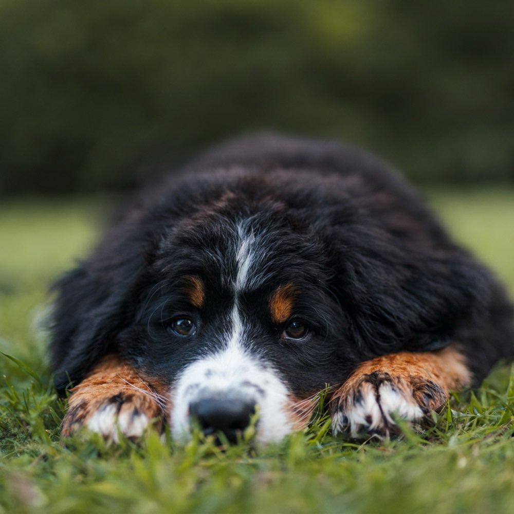 Hundetreffen-Hundeshooting-Profilbild