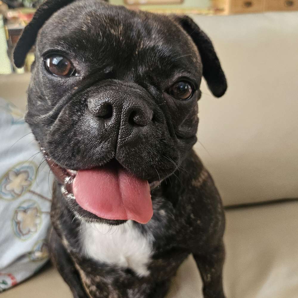 Hundetreffen-Spiel und Spaß in Passau-Profilbild