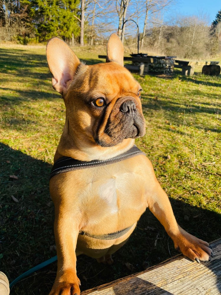 Hundetreffen-Spielen und Toben-Profilbild