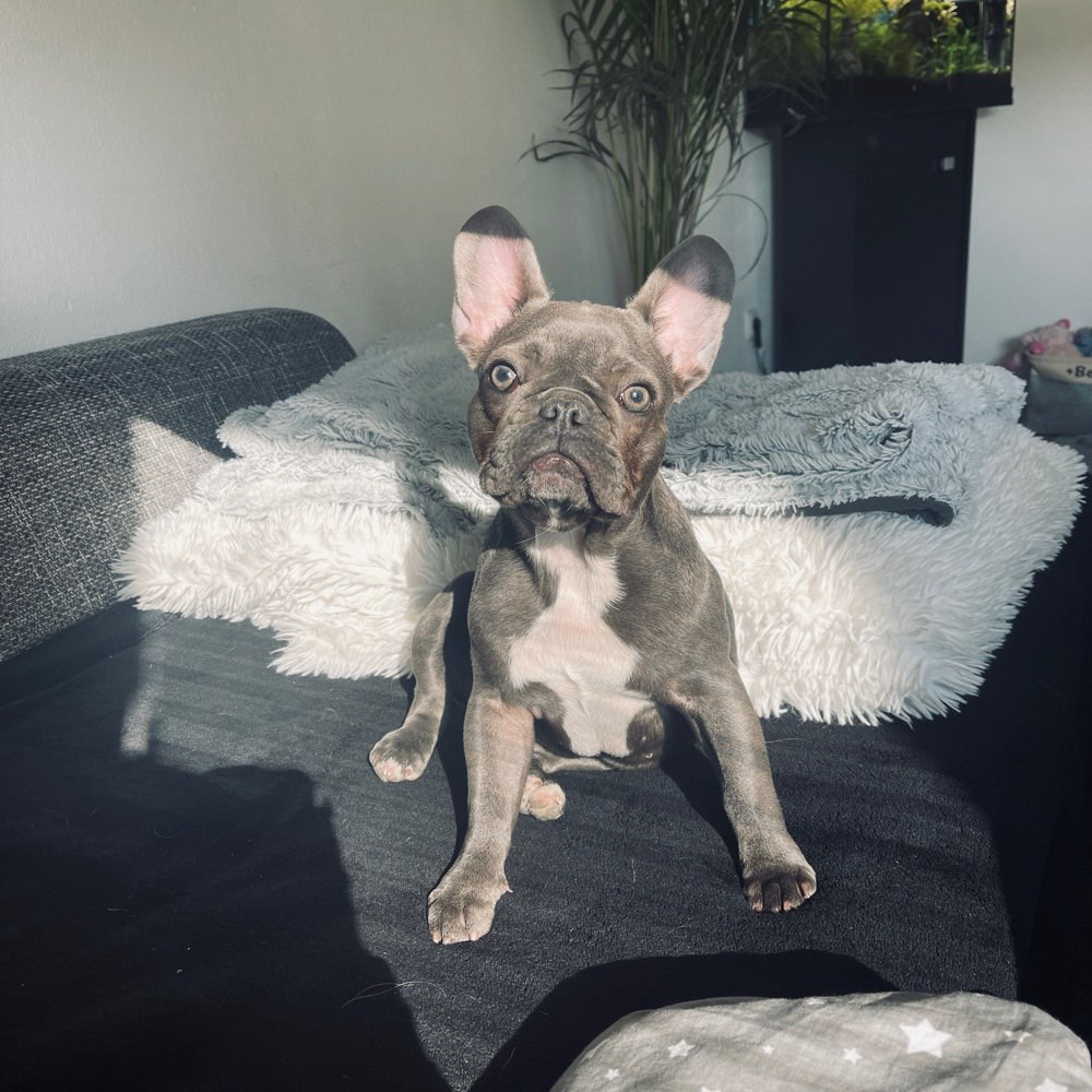 Hundetreffen-Französische Bulldogge sucht Spielpartner-Profilbild