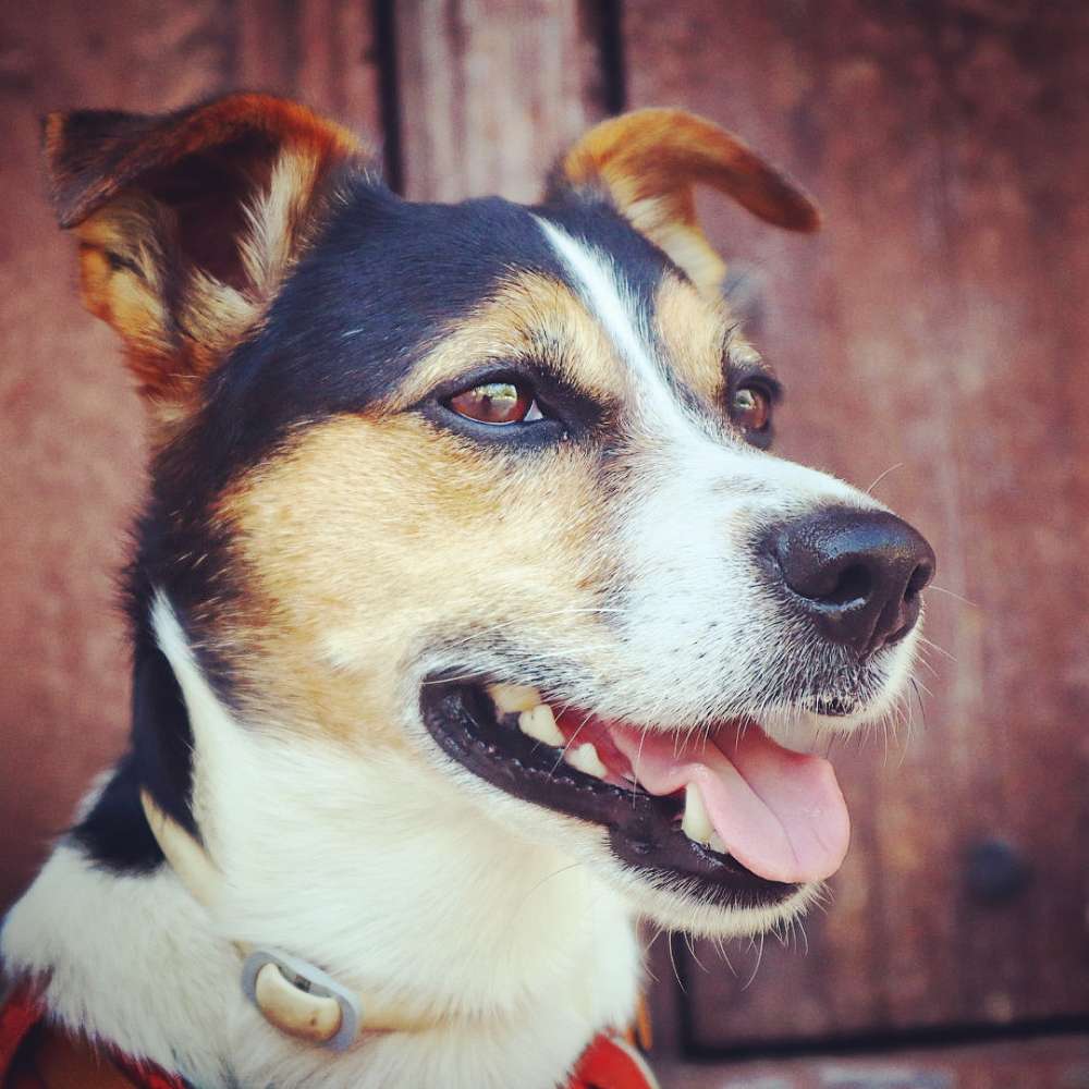 Hundetreffen-Hunde freunde Terrier-Profilbild