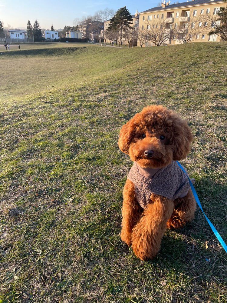 Hundetreffen-Playdate Junghund-Profilbild