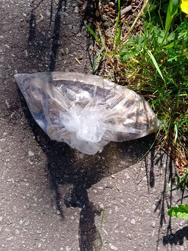 Giftköder-Wahrscheinlich Giftköder-Profilbild