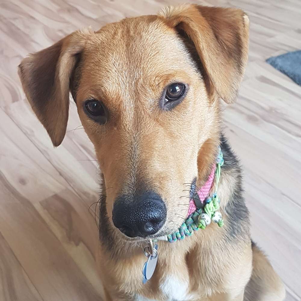 Hundetreffen-Treffen zum spielen und toben-Profilbild