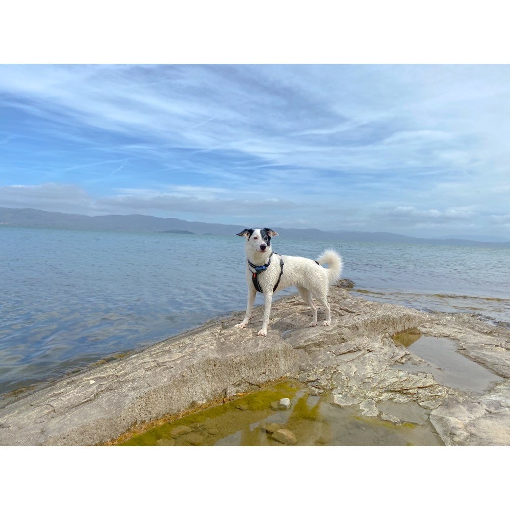 Hundetreffen-SocialWalks/Trainingsspaziergänge-Profilbild