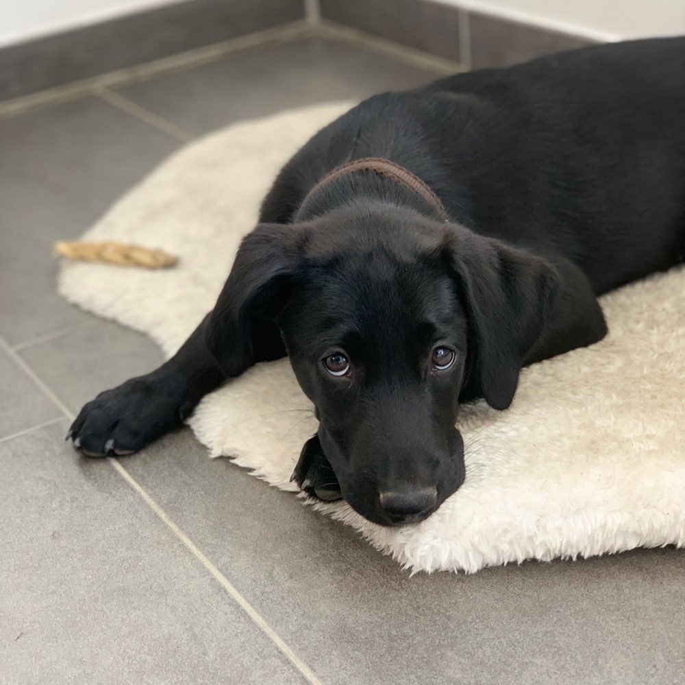 Hundetreffen-Welpentreffen in Solms bzw. Umgebung-Profilbild