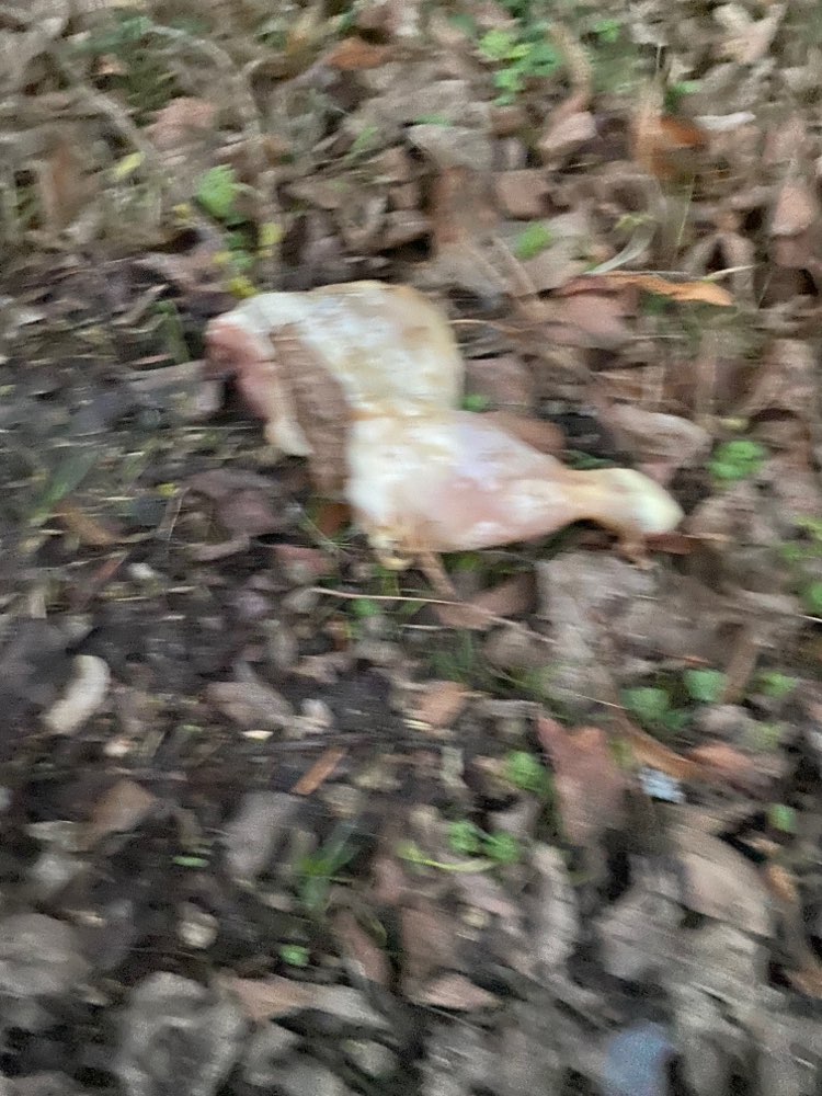 Giftköder-Hühnchen-Profilbild