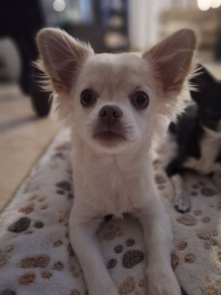 Hundetreffen-spielrunde-Profilbild