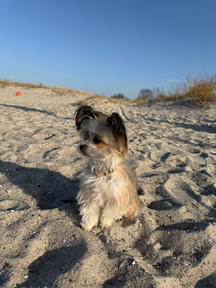 Hundetreffen-Spielwiese-Profilbild