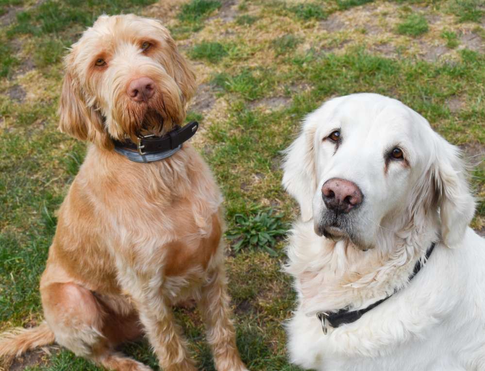 Hundetreffen-Runde im im Wald (Freren-Profilbild