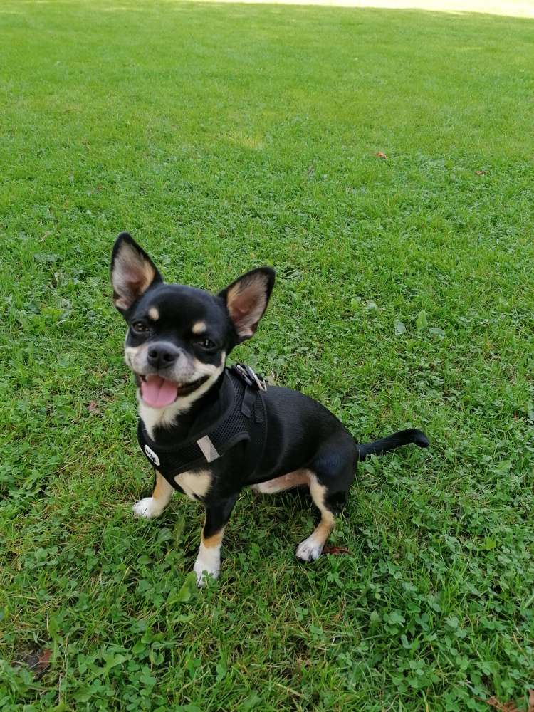 Hundetreffen-Kleinhundetreffen/Gassirunde-Profilbild