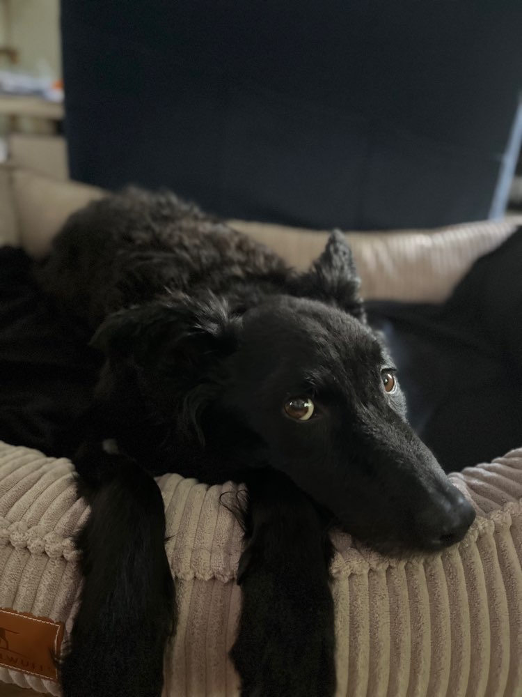 Hundetreffen-Neu in Berlin - Hundefreunde gesucht :)-Profilbild