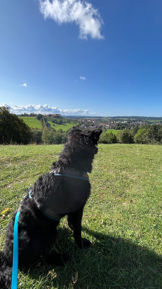 Hundetreffen-Wandern mit Hund 🐶-Profilbild