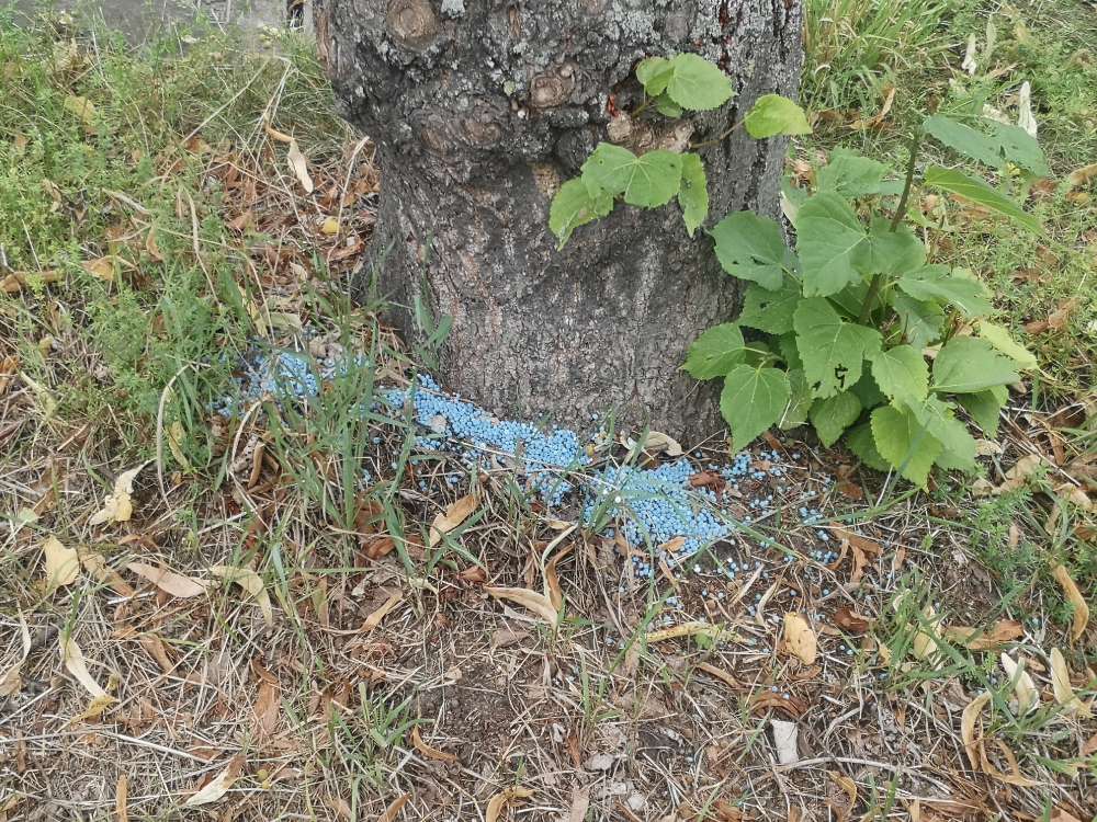 Giftköder-gestreutes Blaukorn-Profilbild