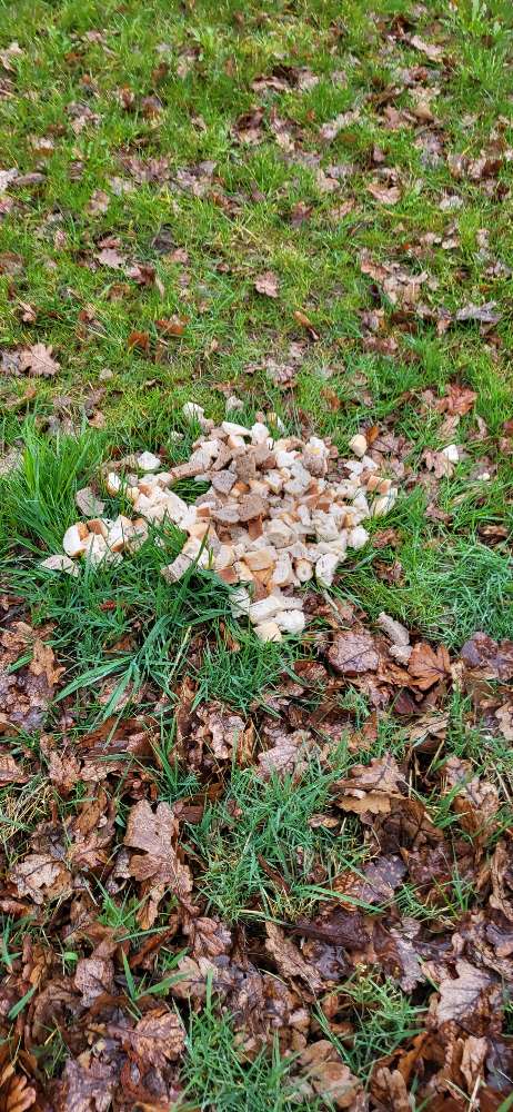Giftköder-Größerer Haufen Brot-Profilbild