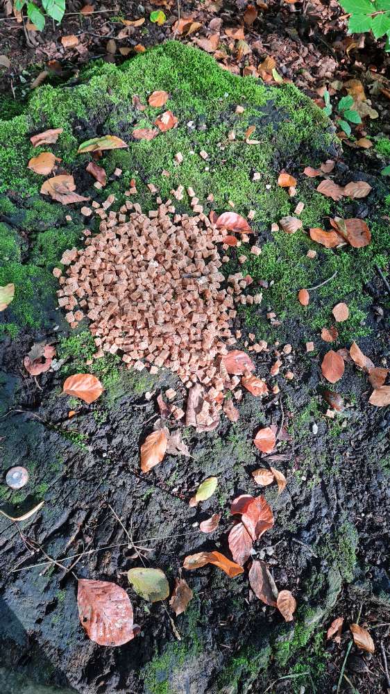 Giftköder-evtl Giftköder-Profilbild